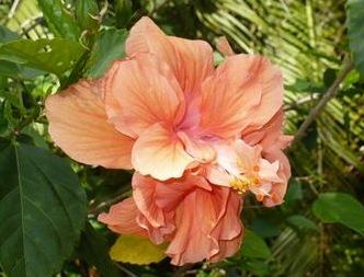 Double Hibiscus
