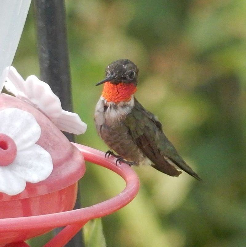 Ruby throated hummingbird