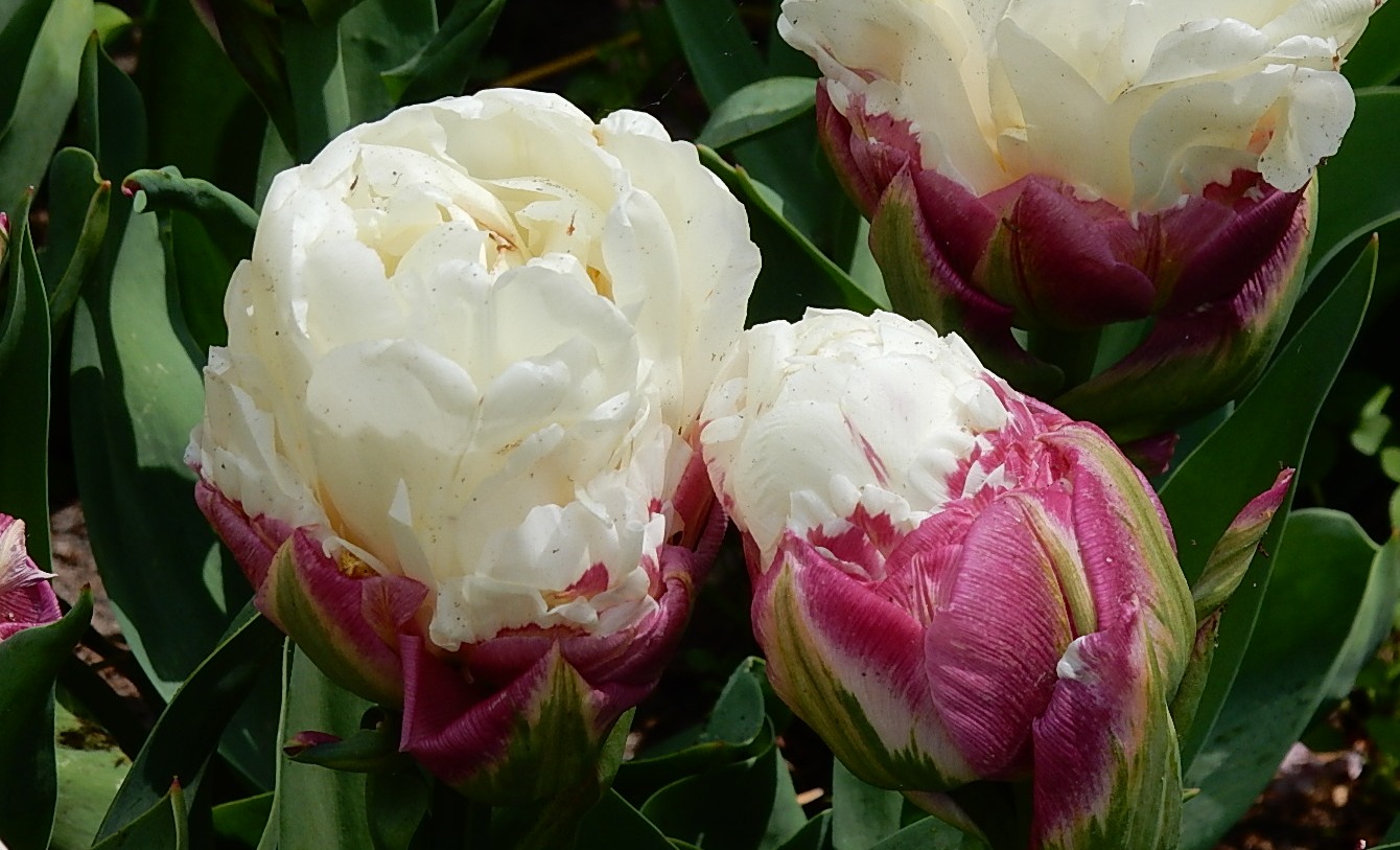 Ice Cream Tulips