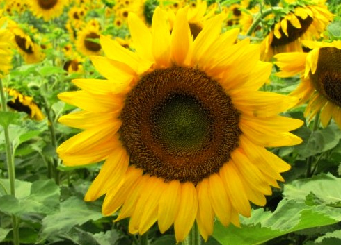 sunflowers