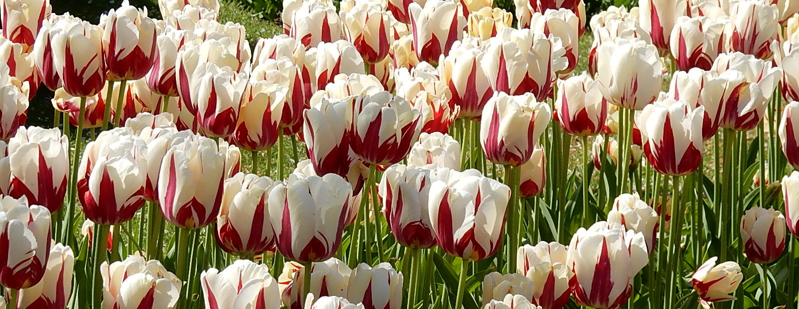 Tulips